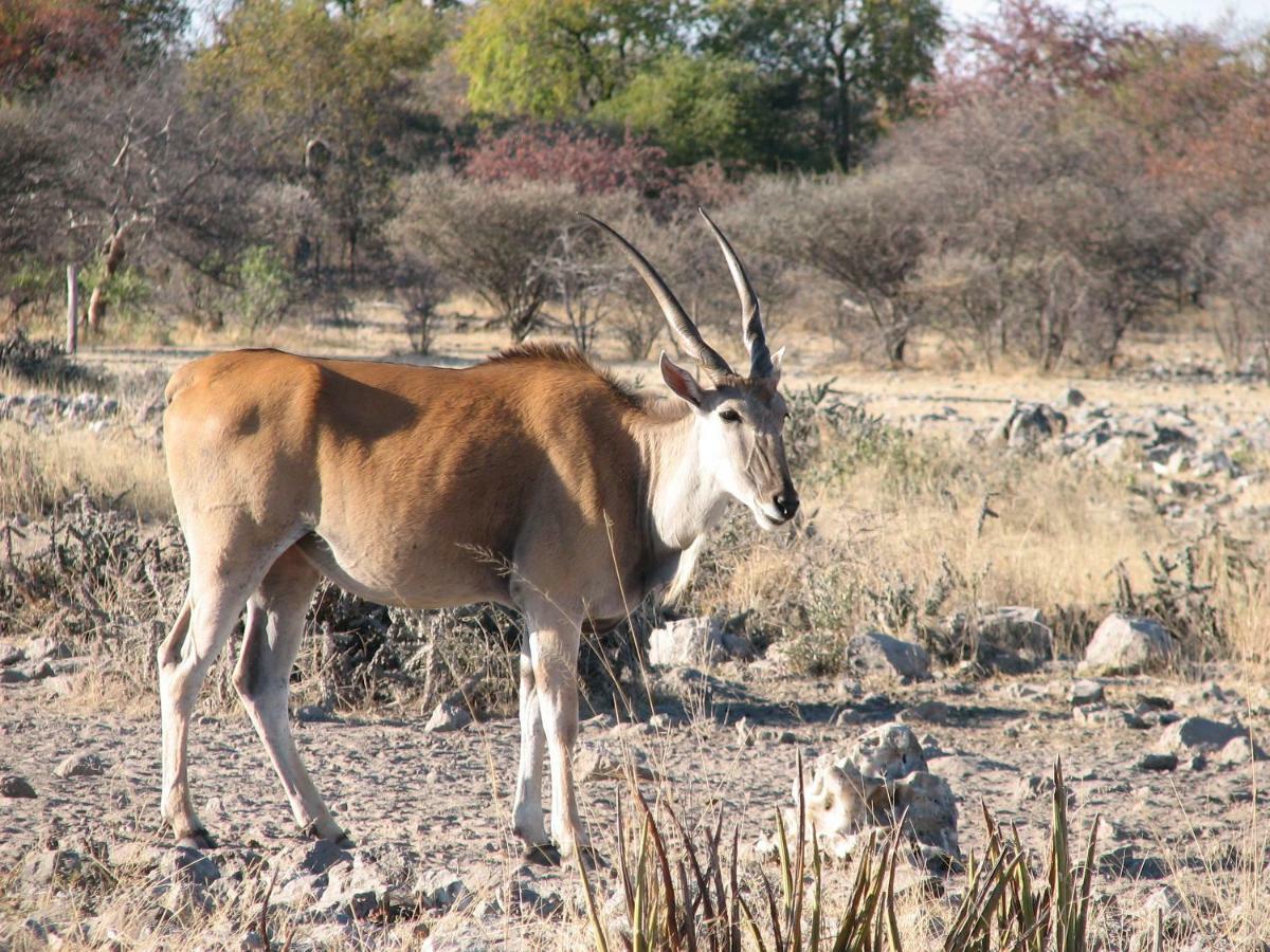 Kalkfontein Guestfarm Grootfontein Exterior photo