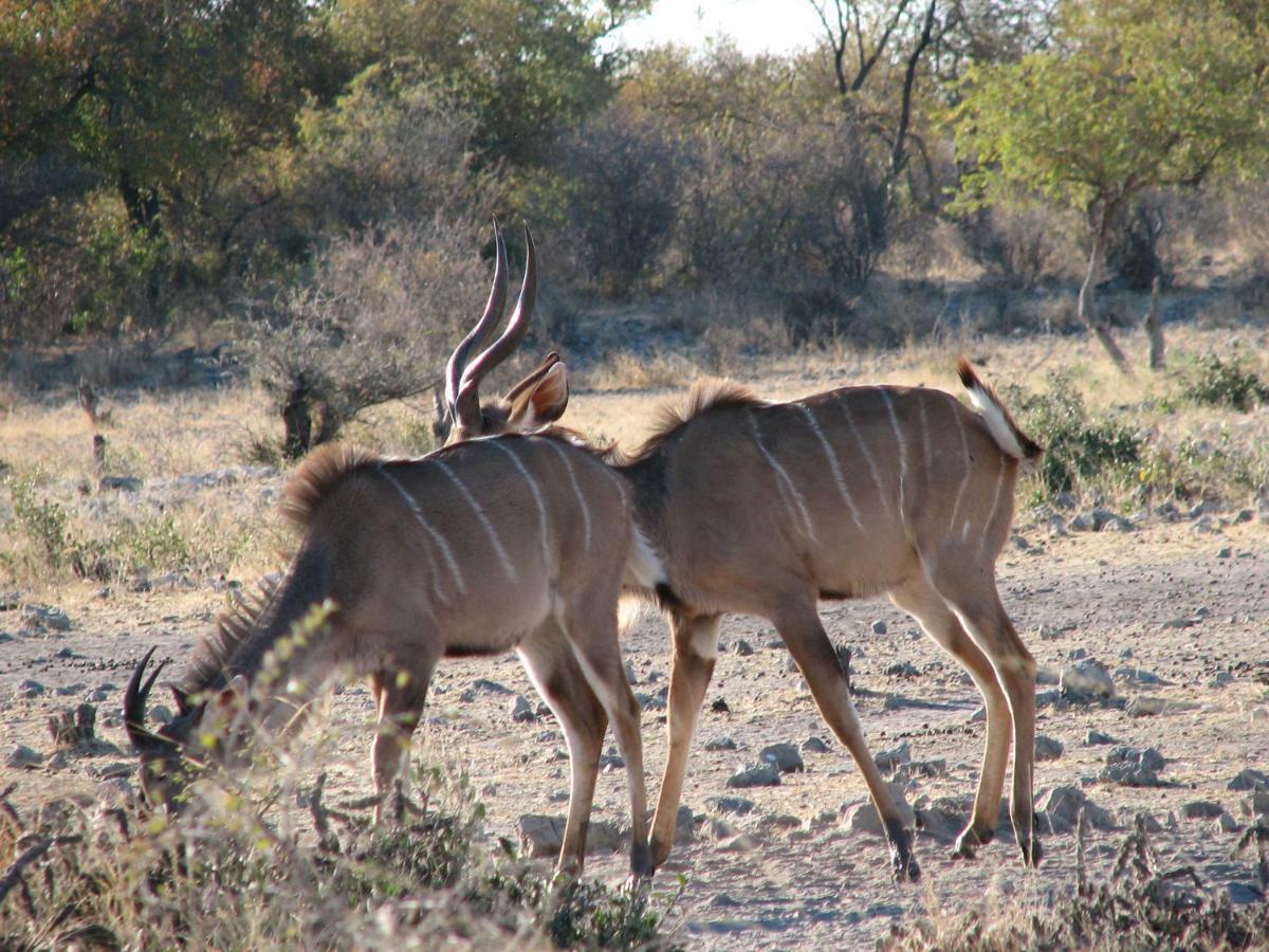 Kalkfontein Guestfarm Grootfontein Exterior photo