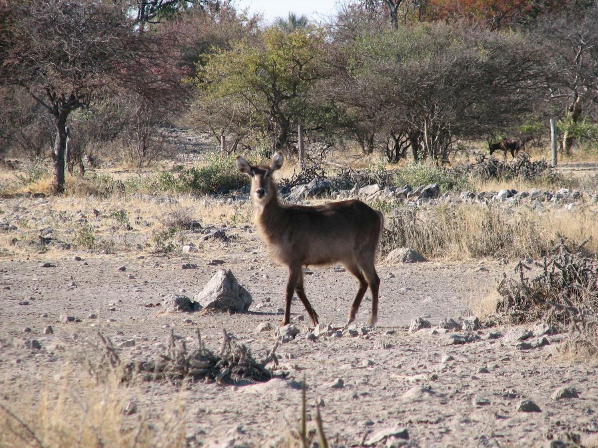 Kalkfontein Guestfarm Grootfontein Exterior photo